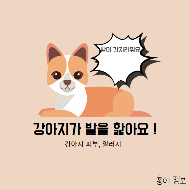  강아지가 발을 핥는 이유? ,강아지가 발사탕을 해요!  피부알러지 , 피부습진,