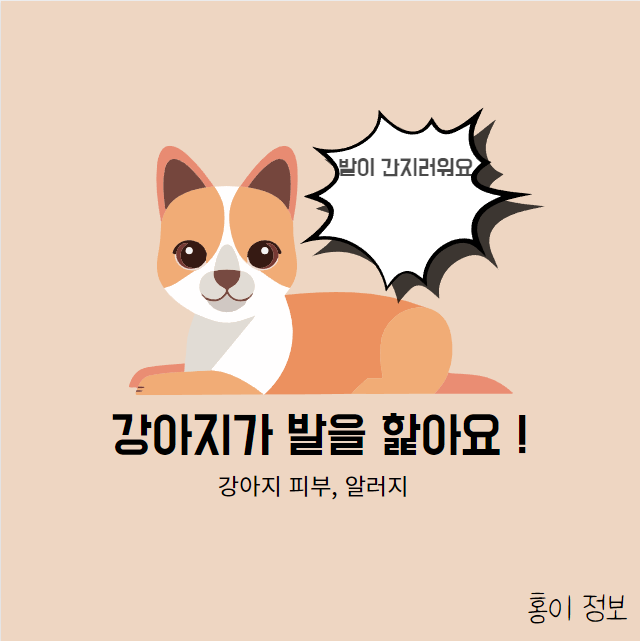 강아지가 발을 핥는 이유? ,강아지가 발사탕을 해요!  피부알러지 , 피부습진,