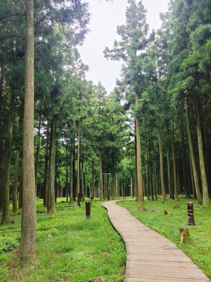 제주공항에서 제일 가까운 절물자연휴양림 산책코스 제주공항에서 제일 가까운 절물자연휴양림 산책코스