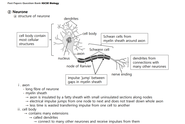  IGCSE Biology Topical Past Papers Topic 14. Coordination and Response