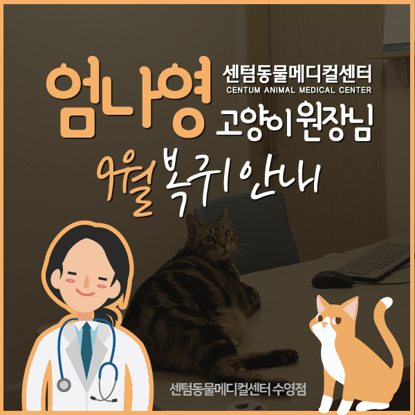 엄나영 고양이 원장 2022년 9월 복귀 예정 / 부산 센텀동물메디컬센터 수영점