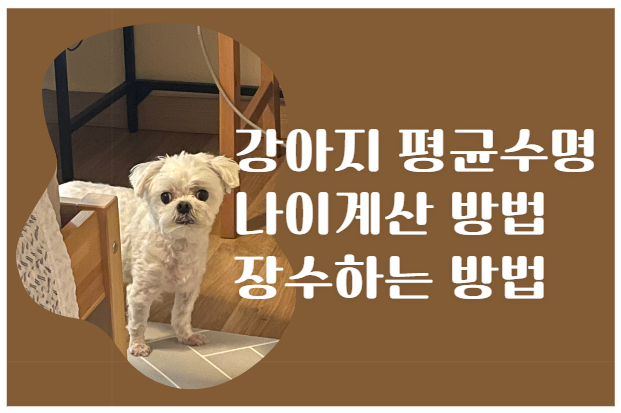  강아지 평균수명 나이계산 하는 방법! 장수하기 위한 방법은?