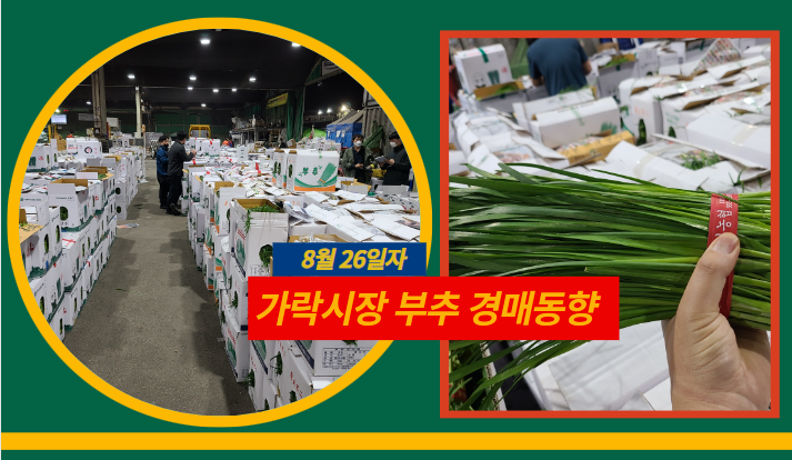 [경매사 일일보고] 8월 26일자 가락시장 "부추" 경매동향을 살펴보겠습니다!