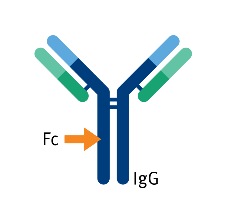 [Biotage] 항체 정제를 위한 protein G 컬럼