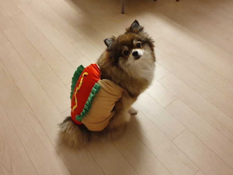 강아지 애견코스튬 핫도그옷 할로윈데이 준비하는 강아지
