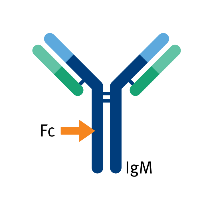 [Biotage] 항체 IgM 정제를 위한 컬럼