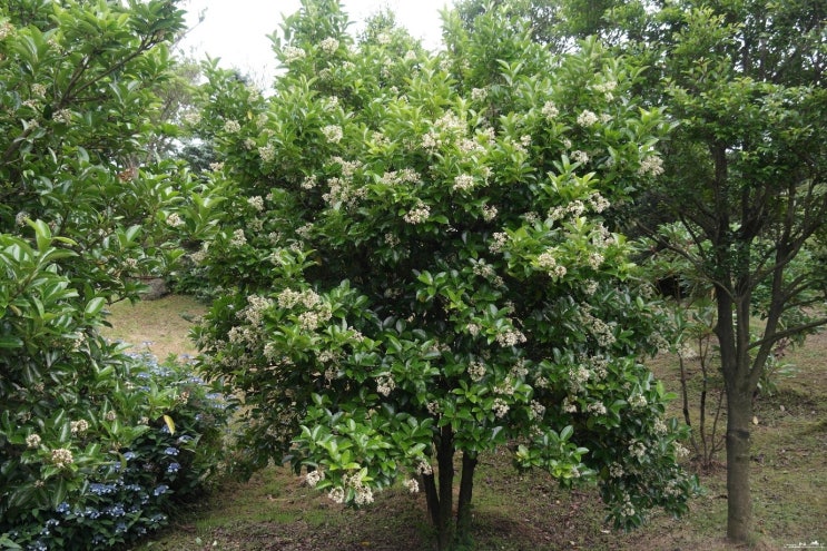  생활권수목 - 상록 교목 - 07.아왜나무(Viburnum odoratissimum)