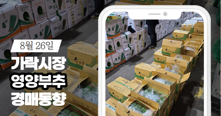 [경매사 일일보고] 8월 26일자 가락시장 "영양부추" 경매동향을 살펴보겠습니다!