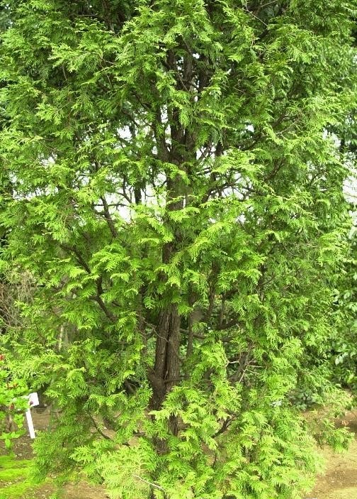 생활권수목 - 상록 침엽 교목 - 06. 서양측백나무(Thuja occidentalis)