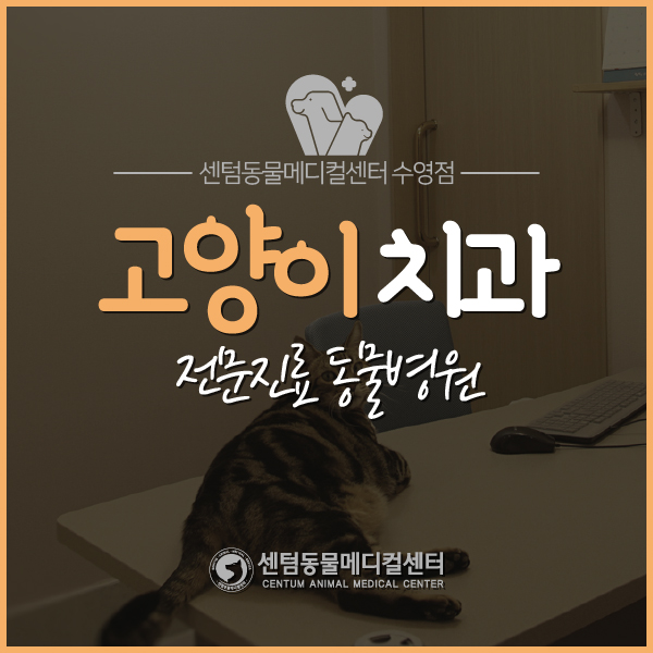  고양이 치과 전문진료 동물병원 / 부산 센텀동물메디컬센터 수영점
