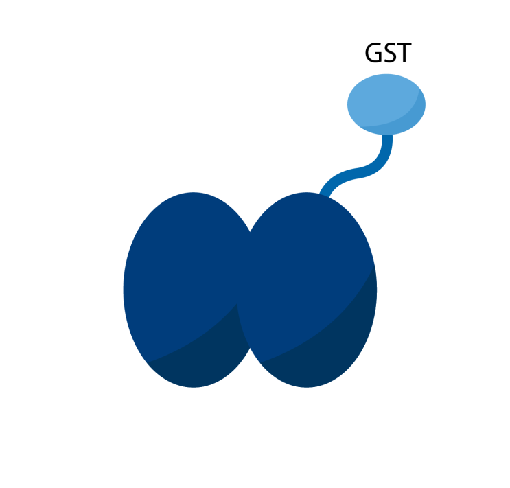 [Biotage] GST-tagged 단백질 정제를 위한 컬럼