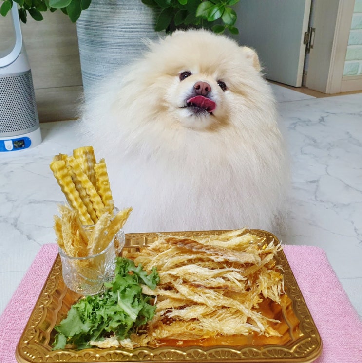  강아지 황태채 살 안 찌고 살도 빼면서 단백질 보충하기 딱 좋아