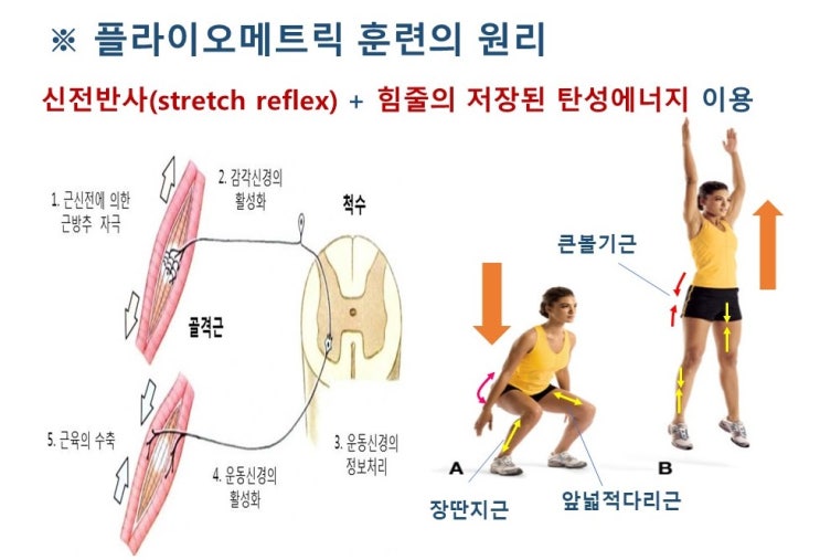  플라이오메트릭 훈련(Plyometrics)과 탄도훈련( Ballistic training), 신전-단축주기 원리와 효과