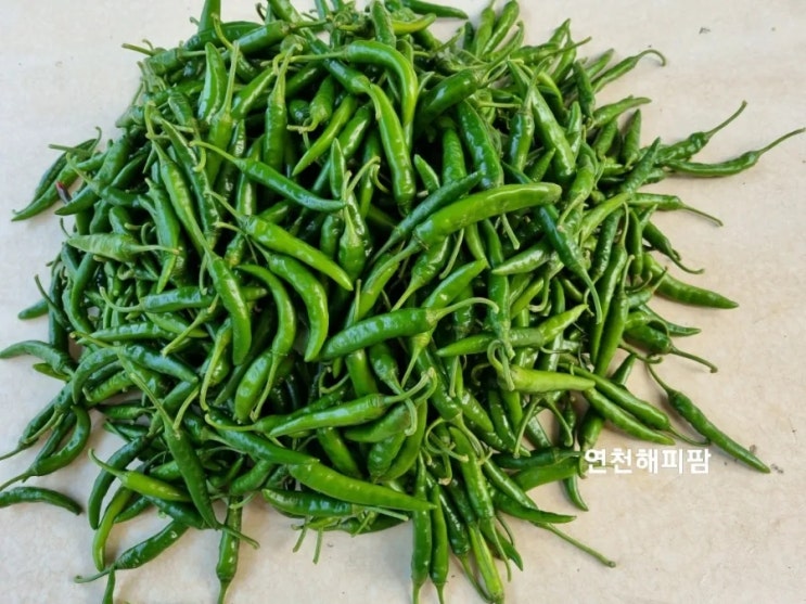  연천 노지 꽈리고추 수확 청양고추 선별 택배작업