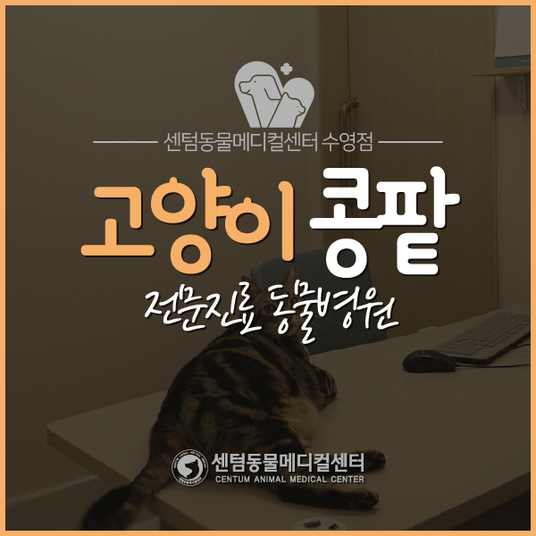 고양이 콩팥 신장 전문진료 동물병원 / 부산 센텀동물메디컬센터 수영점