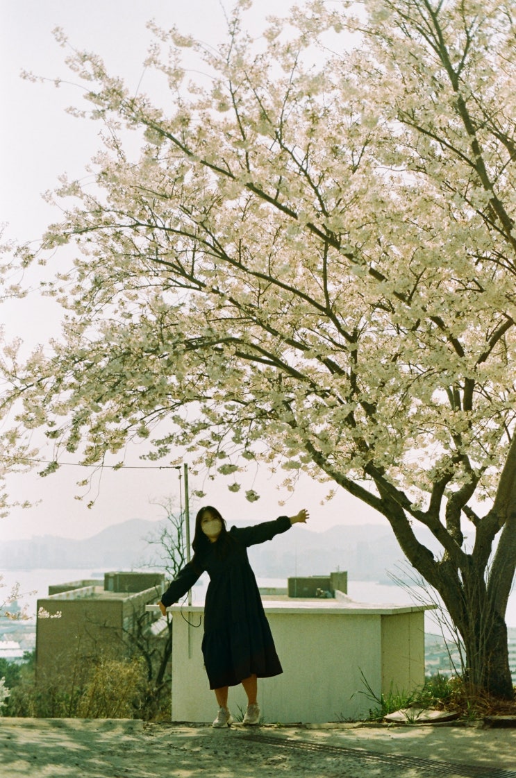  [필름] 지난 벚꽃사진
