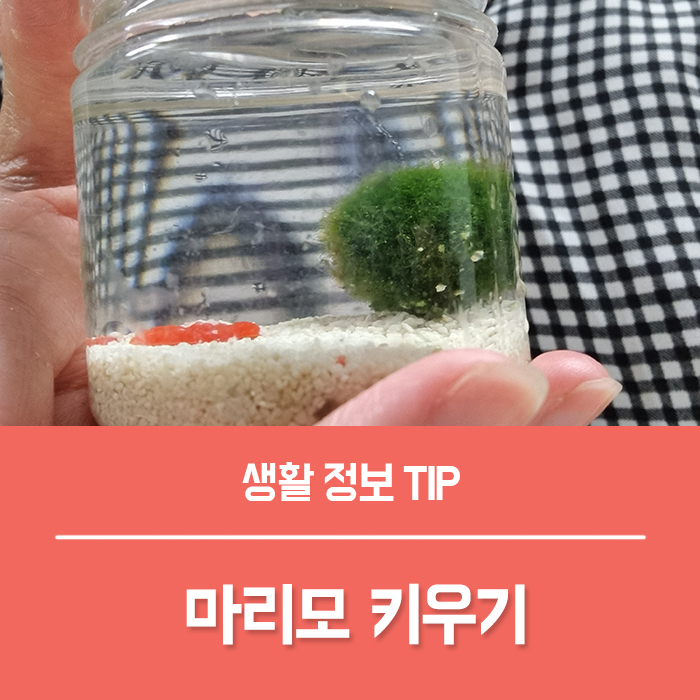  반려 식물 마리모 키우기, 마리모 번식 수명 죽음 물갈이 방법 마리모 기분