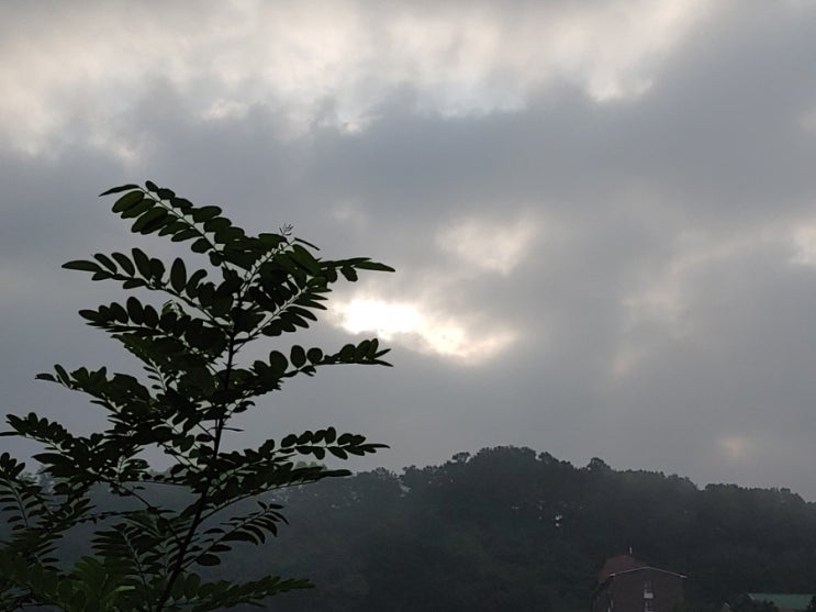 안개 자욱한 오늘 아침 아리산을 거닐며 ㅇㅇㅇ 안개 자욱한 오늘 아침 아리산을 거닐며 ㅇㅇㅇ