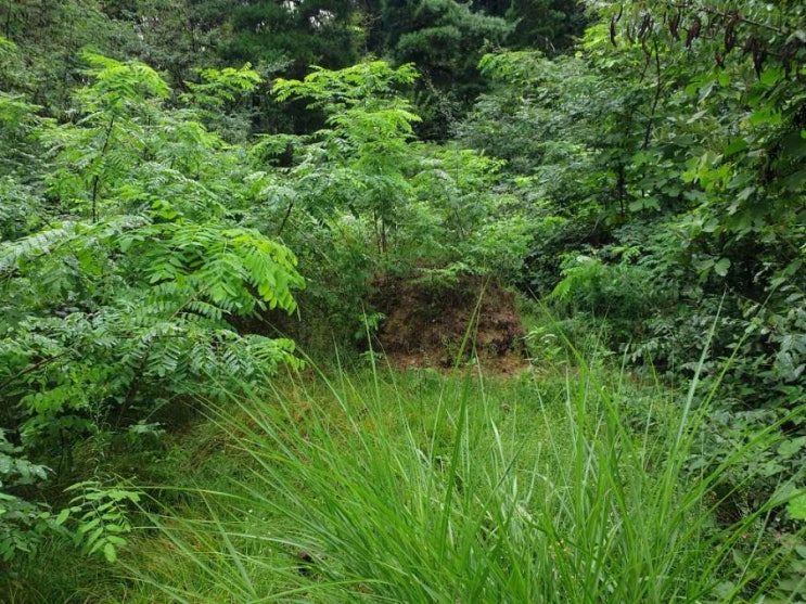  2022년 김천 봉산면 덕천리 산56 봉산면벌초 김천벌초 상주벌초 문경벌초 벌초대행 추석벌초 고인돌장묘개발 #상주벌초 #문경벌초