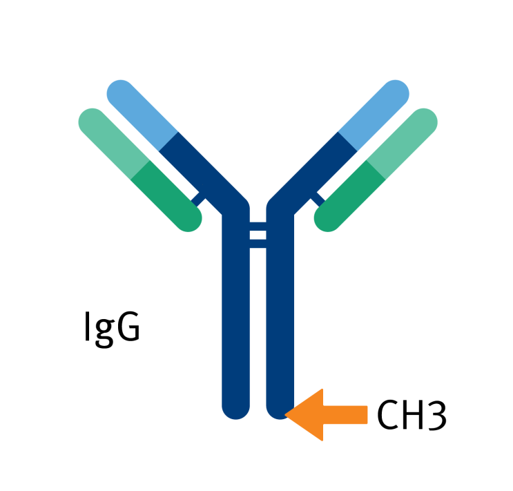 [Biotage]  human IgG subclass (I, II, III and IV) 정제를 위한 컬럼