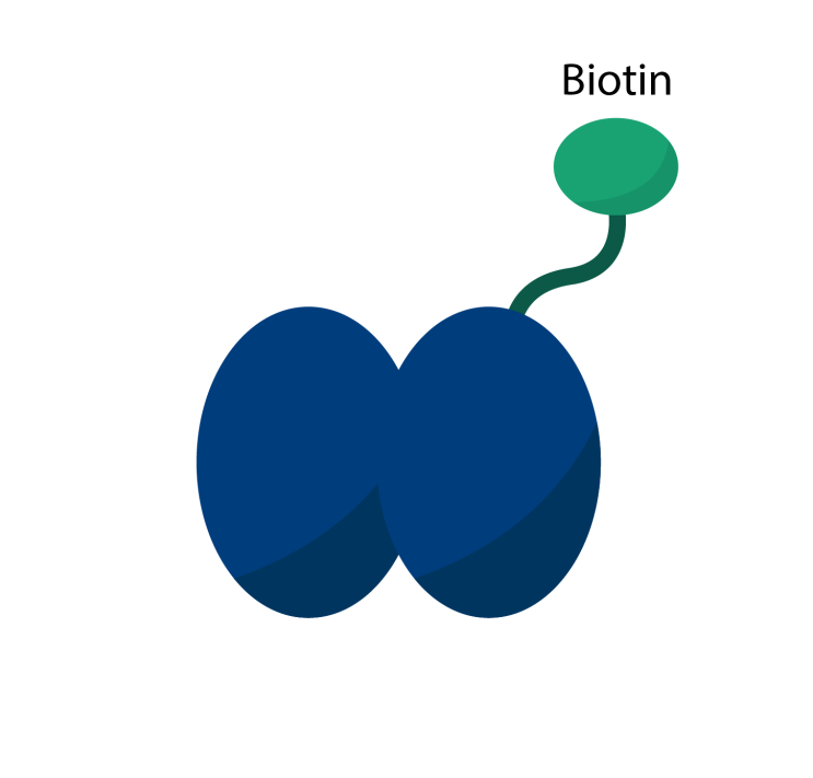 [Biotage] Biotin-tagged 단백질 정제를 위한 컬럼
