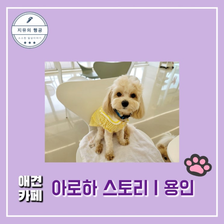  용인 애견 카페 [ 아로하스토리 ] 넓은 잔디 운동장 말티푸 카이 일상