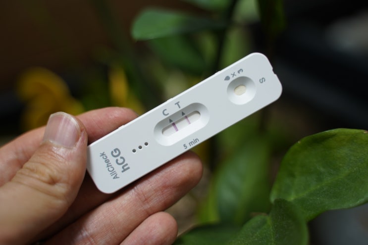 임테기 사용법 두 줄로 나타난 새 생명