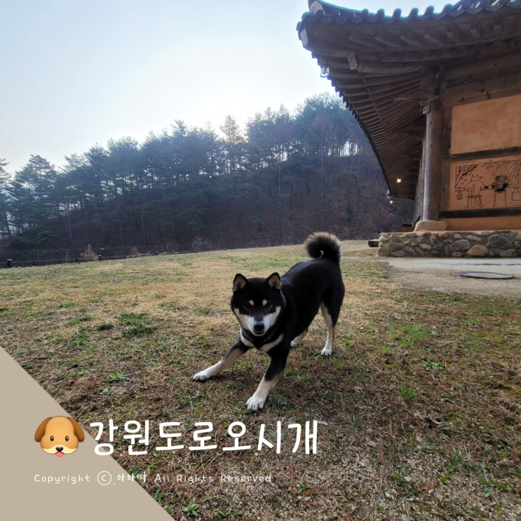  댕댕여지도 있으니 애견동반여행 눈치보지마시개 강원도로오시개