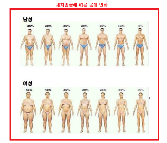  여자 체지방률 계산하는 법과 간단한 계산기