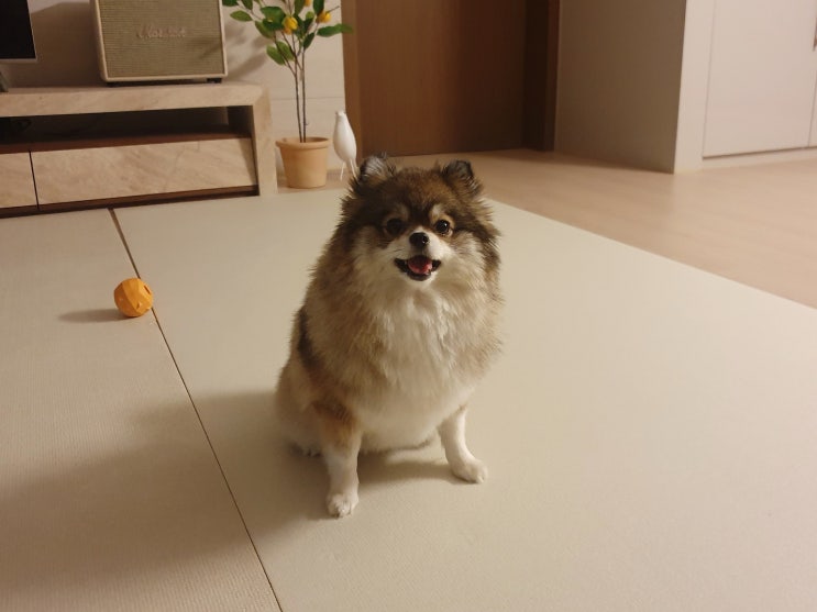 포메라니안 털 빠짐 원숭이 시기 강아지 얼굴 털갈이 기간