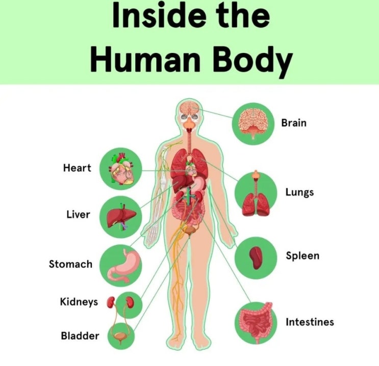  Inside the human body