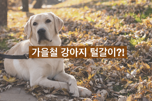  강아지는 가을에 털갈이를 할까요? ㅣ 반려인 상식사전