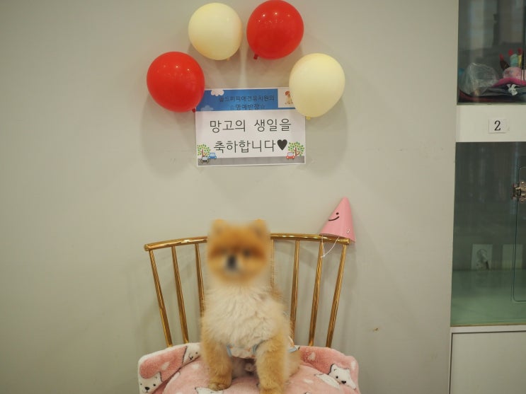  묵동 펫시터가 필요할 때 찾는 골프퍼피 애견유치원