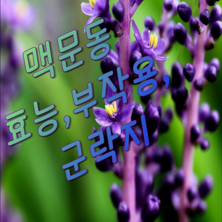  보랏빛 아름다운 꽃 맥문동 10가지 효능 및 부작용 그리고 군락지 추천