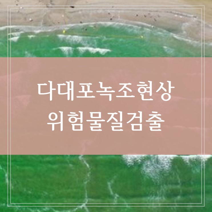  낙동강 다대포 해수욕장 녹조 현상 원인과 남세균 신경독소 물질 검출 BMAA 위험성
