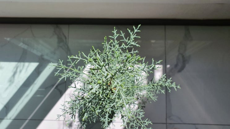  나무키우기 측백나무 블루아이스 1m 성장 생명나무농장카페 How to Grow Cupressus glabra 'Blue Ice'