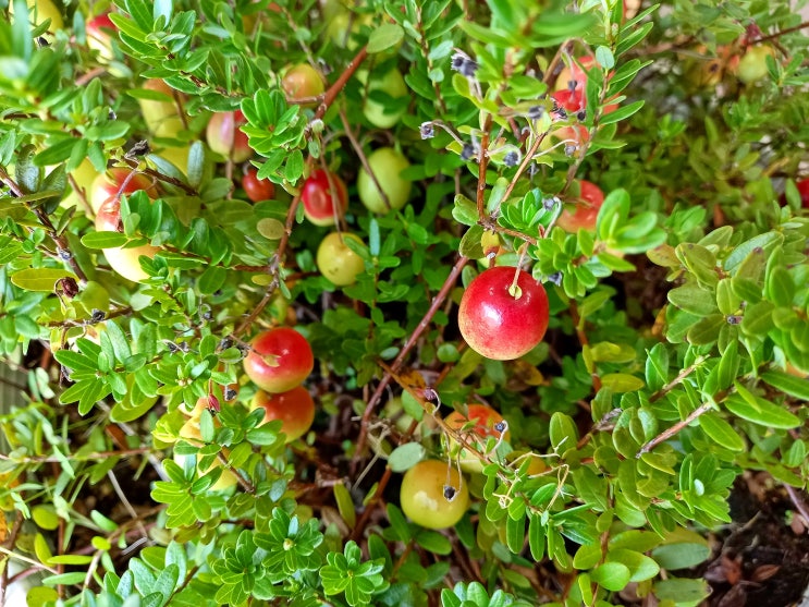 크랜베리 ,크랜배리(Cranberry)키우기