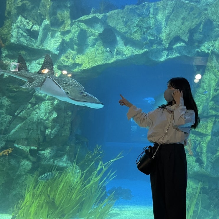  잠실 아쿠아리움, 롯데월드타워 서울스카이 전망대까지!(클룩 할인) 벨루가 졸귀엽