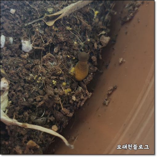  화분에 노란 버섯 (노란각시버섯) 죽이기, 비오킬