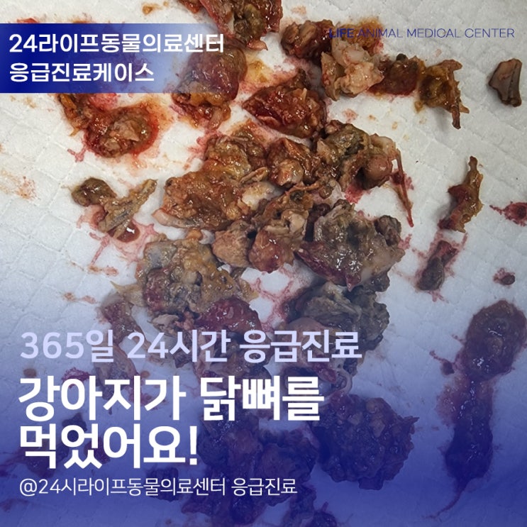 대구24시간동물병원 강아지응급수술 : 강아지가 닭뼈를 먹었어요!