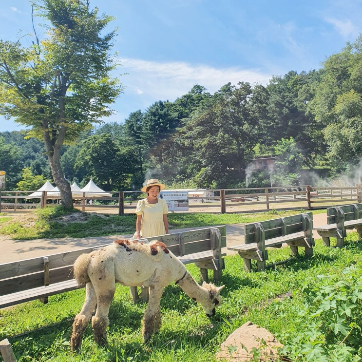 8월 넷째주 여행 홍천, 태안, 대부도 가을이네