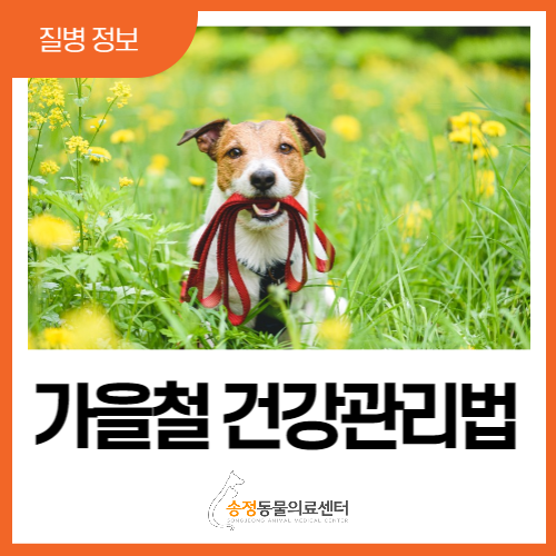  가을 강아지 건강 관리, 5가지 체크사항 (경기광주 연중무휴 송정 동물병원)