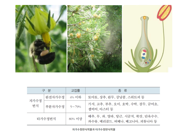  충매화(蟲媒花), 조매화(鳥媒花), 풍매화(風媒花)