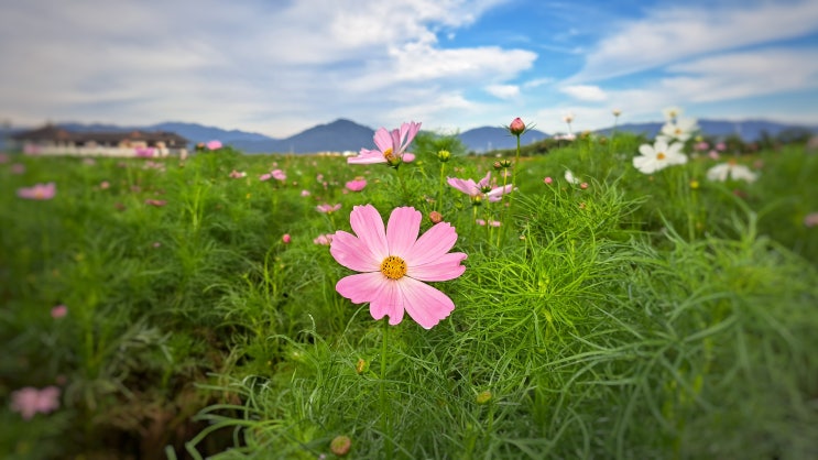  경주 9월에 가볼만한 분황사 코스모스 현재 상황