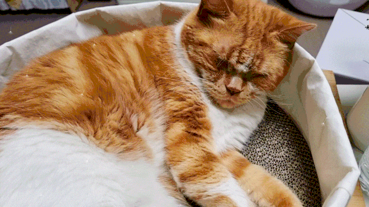  고양이 코골이 소리 나는 이유는 단순하게 코막힘 증상일까?