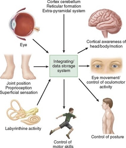 고유 수용성 감각 (proprioception) : 네이버 블로그