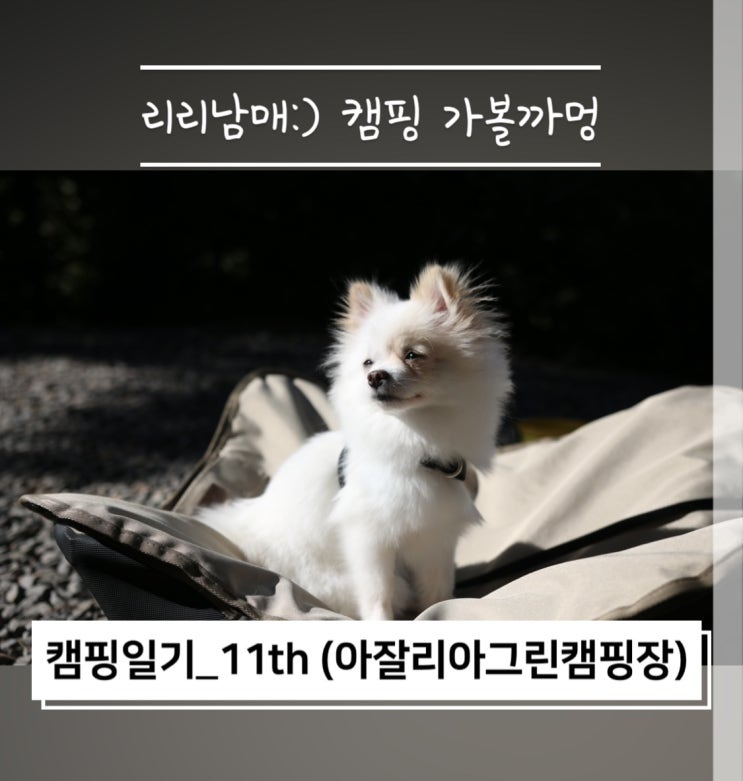  11번째 캠핑일기 아잘리아그린 캠핑장 애견동반 명당자리 F9 사이트 추천해요 !