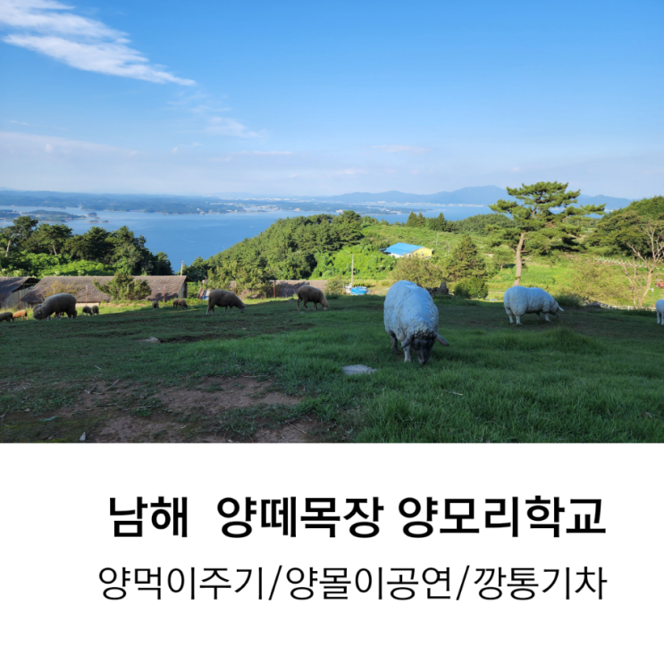 남해 양모리학교, 양 먹이주기 체험/양몰이 공연/깡통 기차까지 신나는 양떼목장