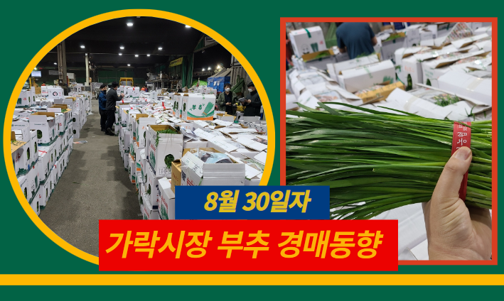  [경매사 일일보고] 8월 30일자 가락시장 "부추" 경매동향을 살펴보겠습니다!