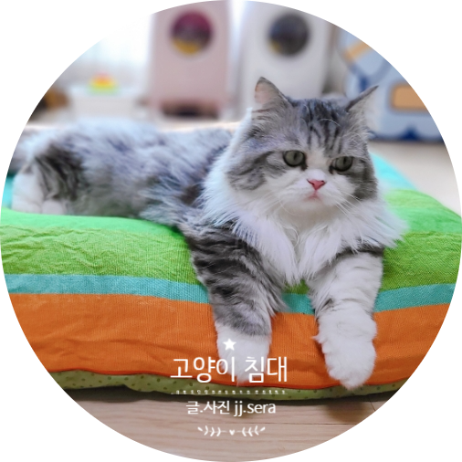  고양이 강아지방석 선택이 고민이라면 오리고 메모리폼 고양이침대를 추천합니다